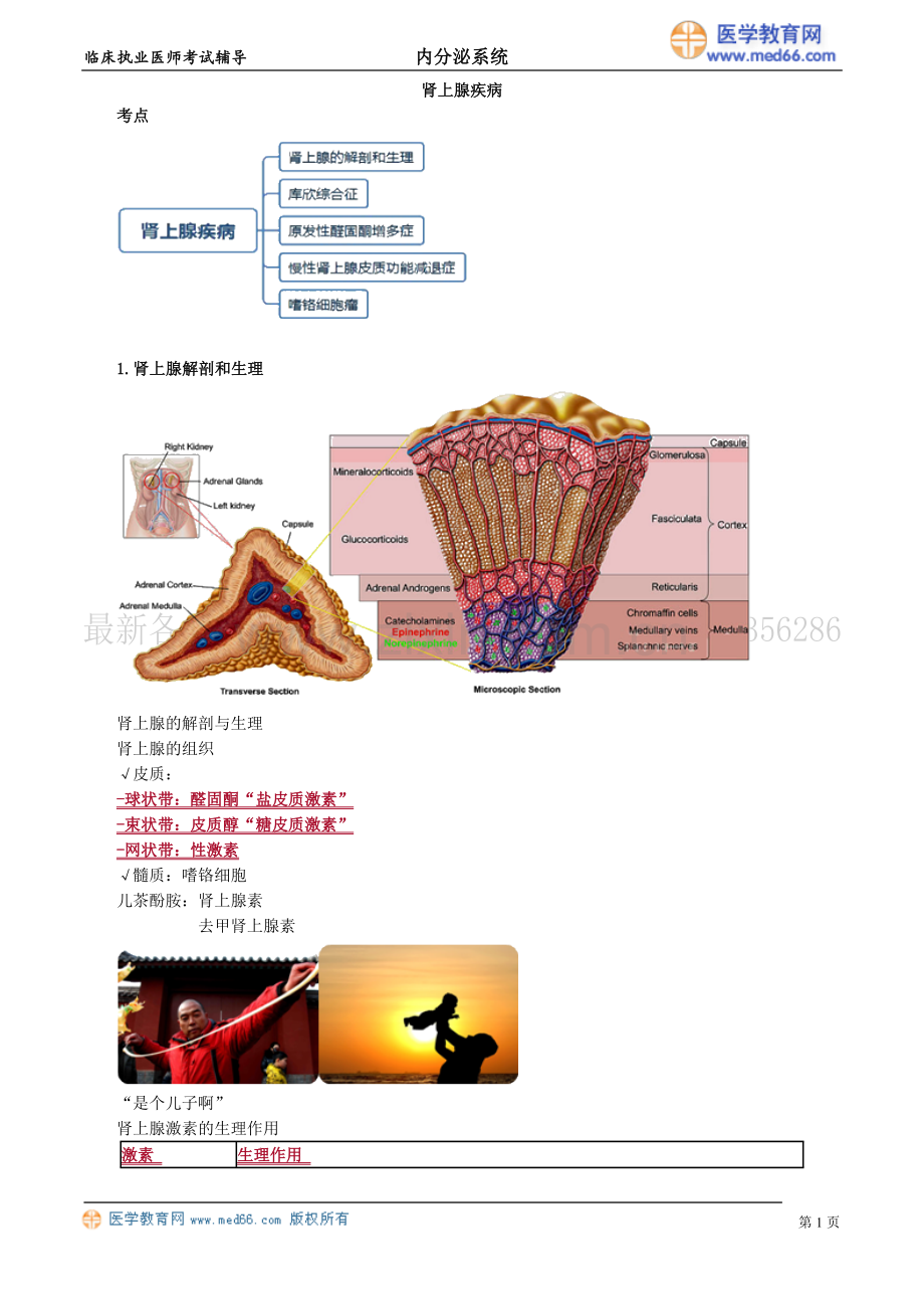 执业医师-肾上腺疾病.doc_第1页