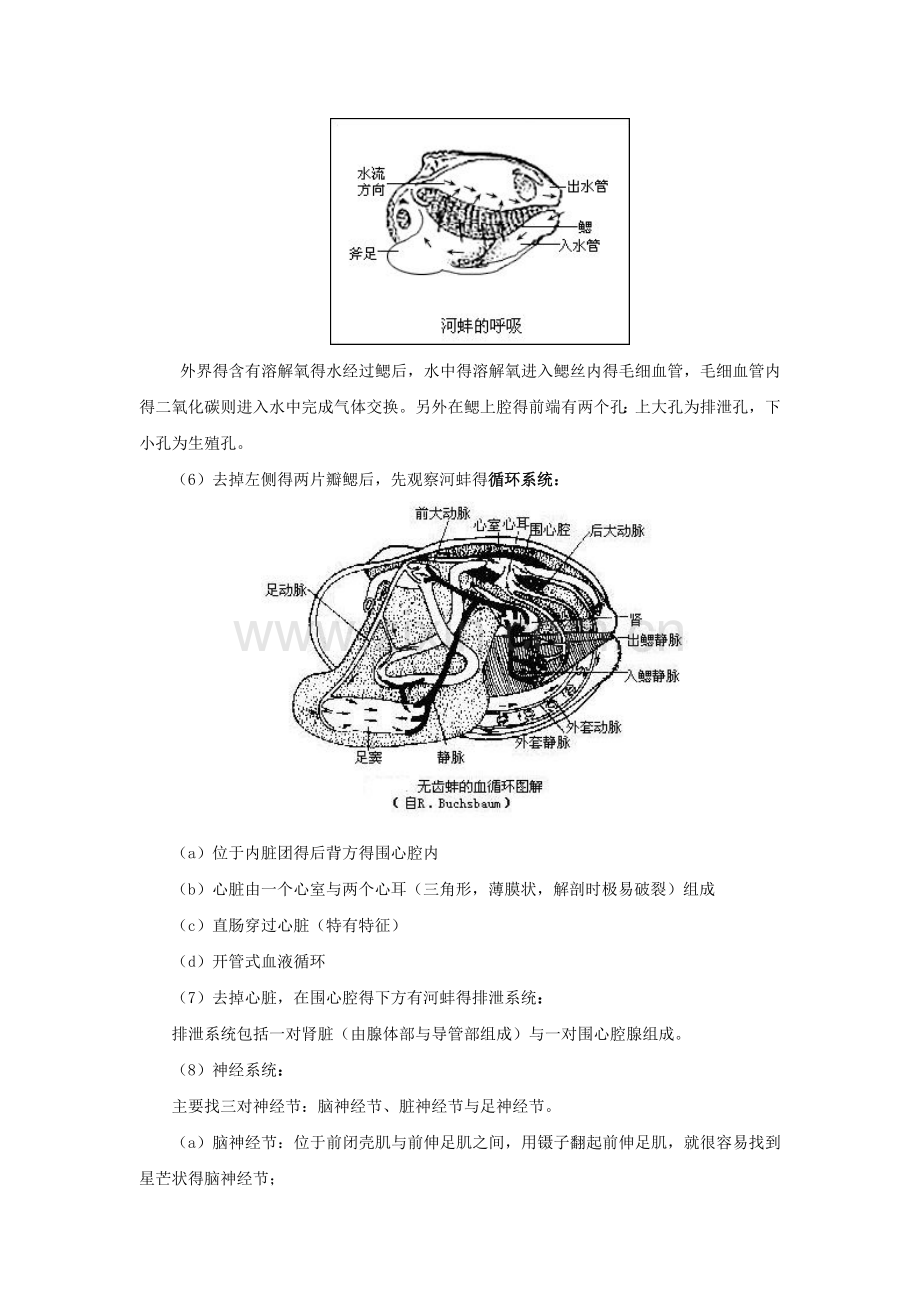 河蚌解剖观察.doc_第3页