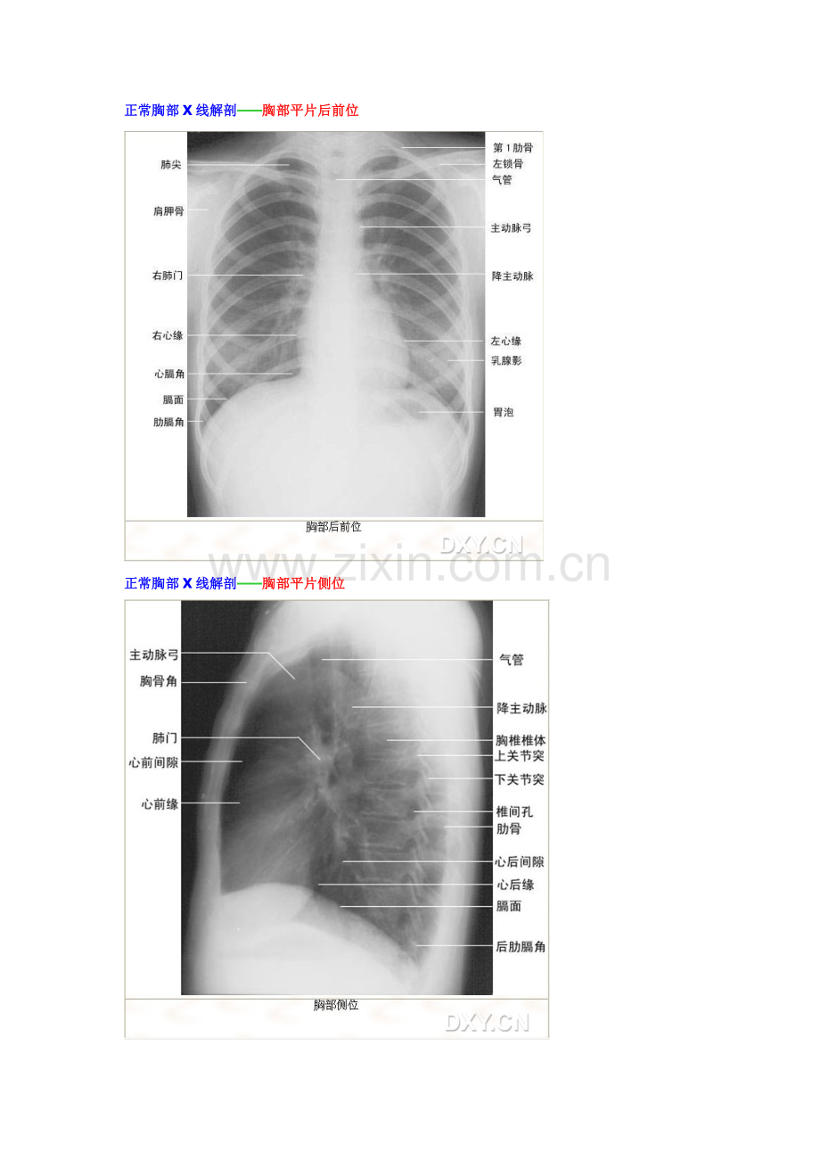 线正常解剖.doc_第2页