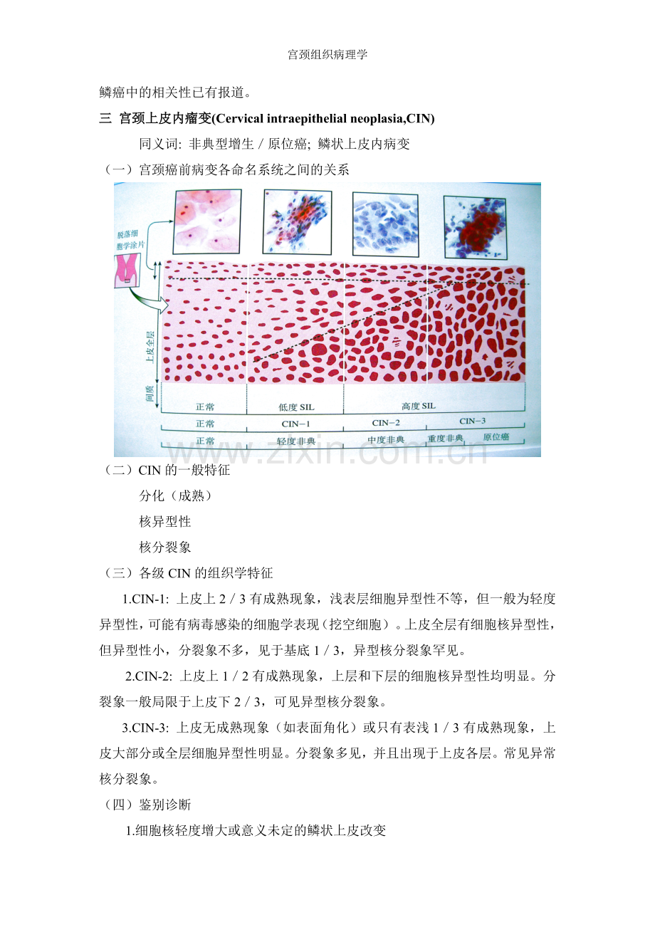 宫颈组织病理学.doc_第3页