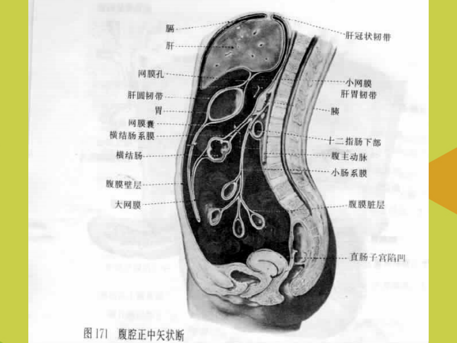 【优选】腹腔及腹膜后CT诊断PPT资料.ppt_第3页