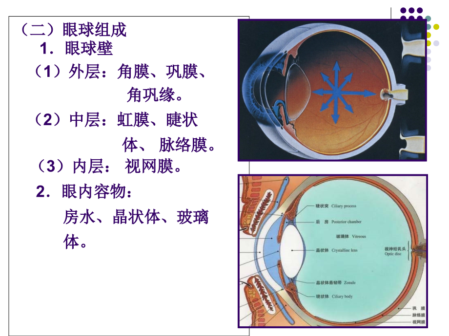 第二章-眼科学基础.ppt_第3页