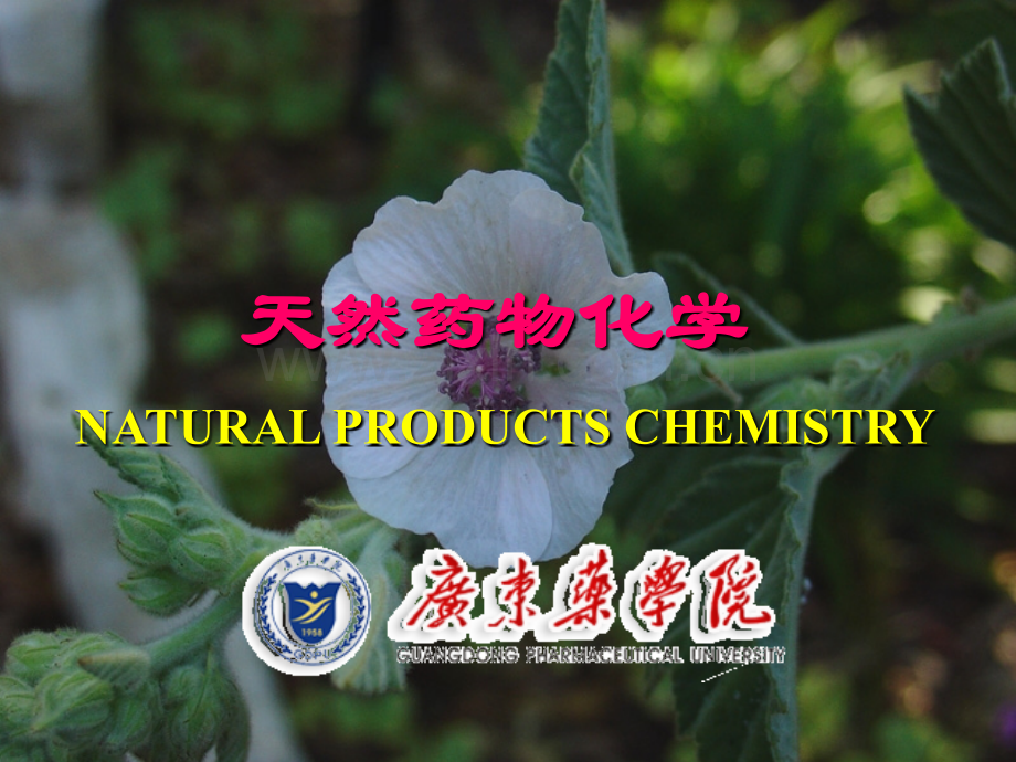 天然药物化学_第八章 甾体及其苷类STEROIDES AND GLUCOSIDES_广东医学院.ppt_第1页