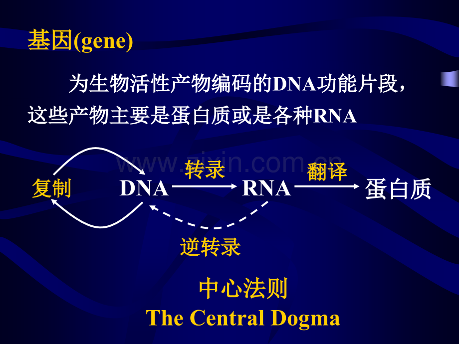 基因信息的传递（生物化学与分子生物学教研室）.ppt_第2页