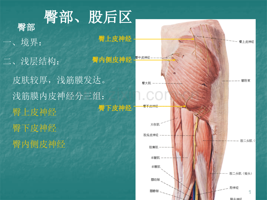 局部解剖学臀区及下肢.ppt_第1页