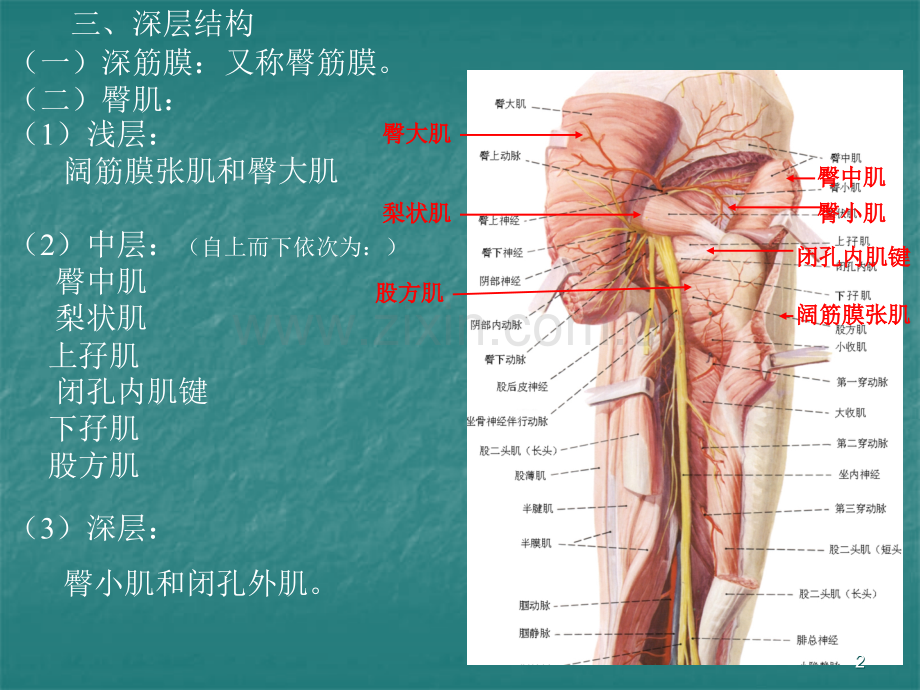 局部解剖学臀区及下肢.ppt_第2页