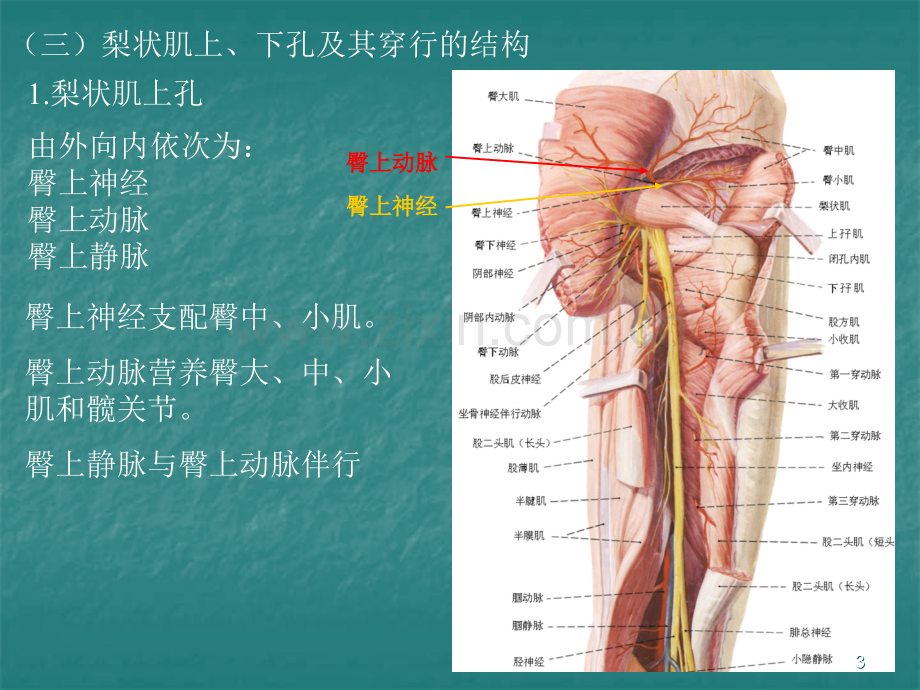 局部解剖学臀区及下肢.ppt_第3页