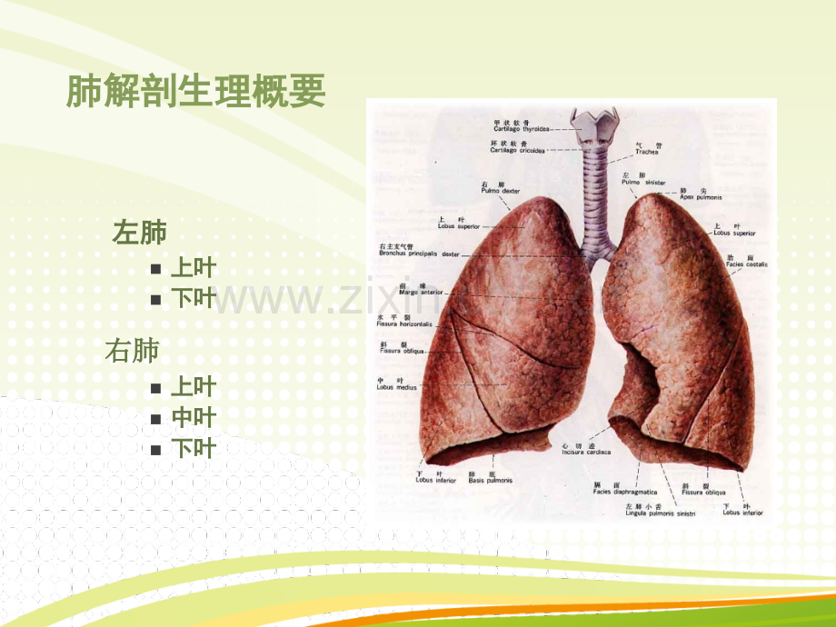 肺癌病人的护理PPT课件.ppt_第3页