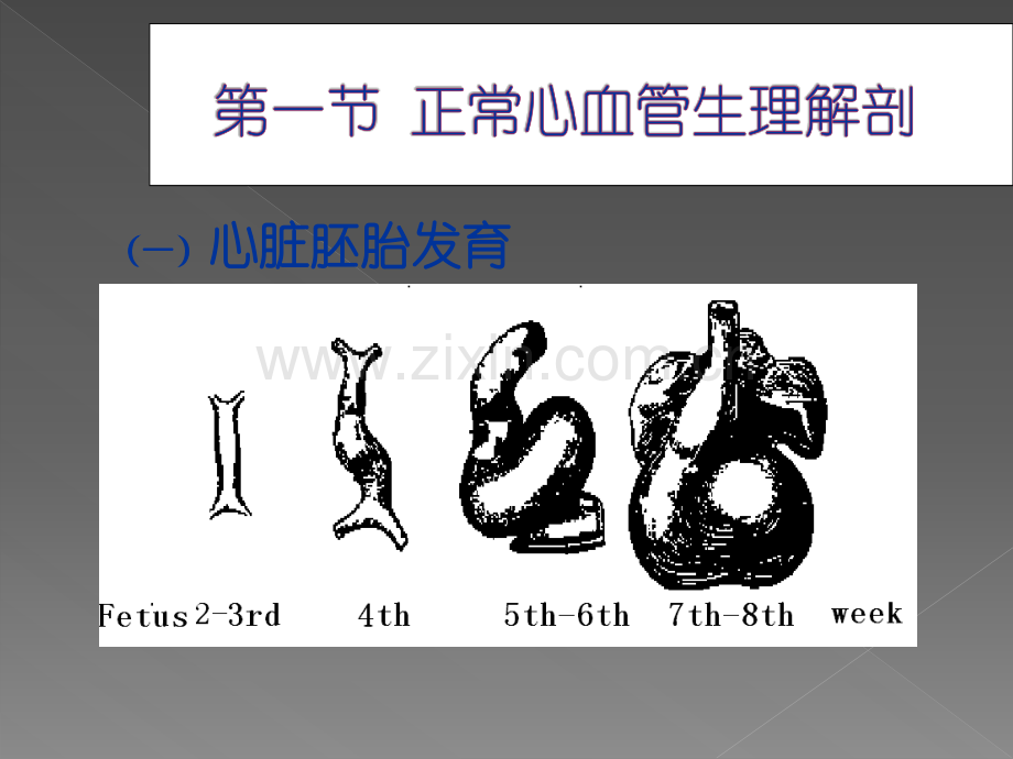 心血管ppt医学课件.ppt_第3页