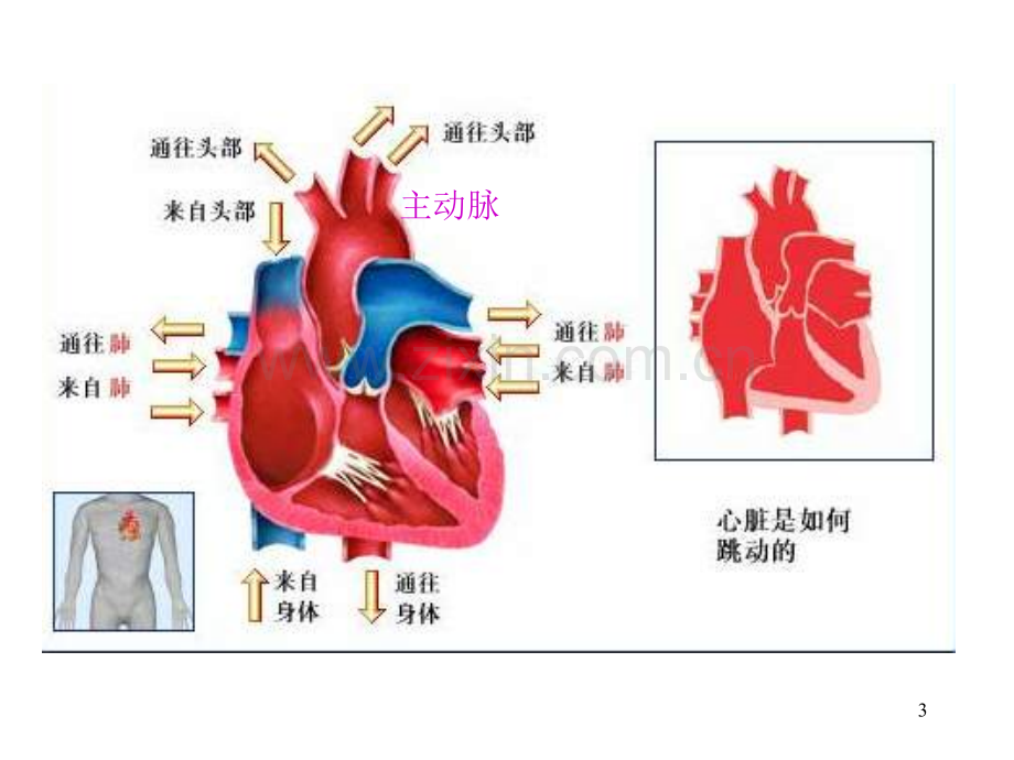 心脏病学-高血压-冠心病.ppt_第3页