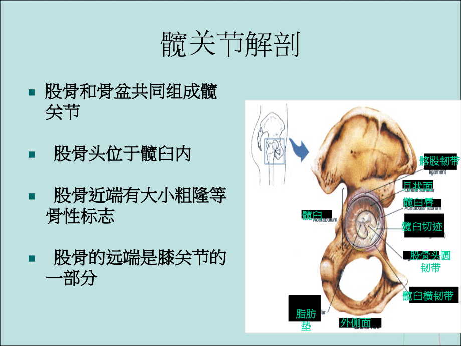 人工髋关节置换术的护理.pptx_第3页