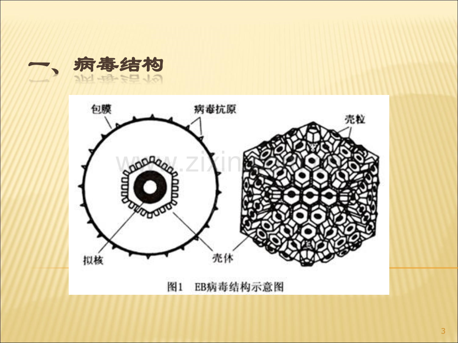 EB病毒感染.ppt_第3页