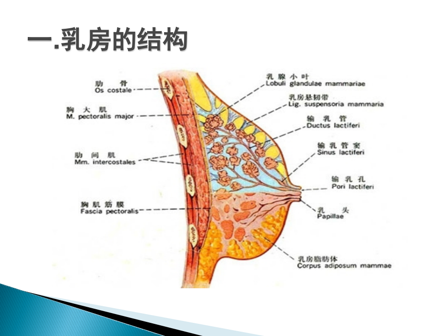 男性乳房发育护理查房.pptx_第2页