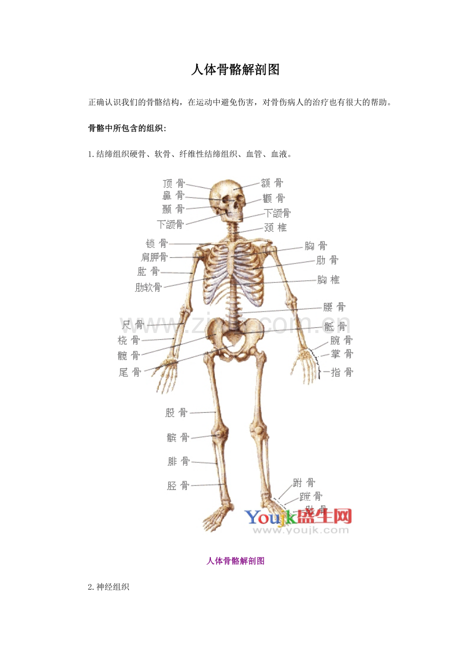 人体骨骼解剖图.doc_第1页