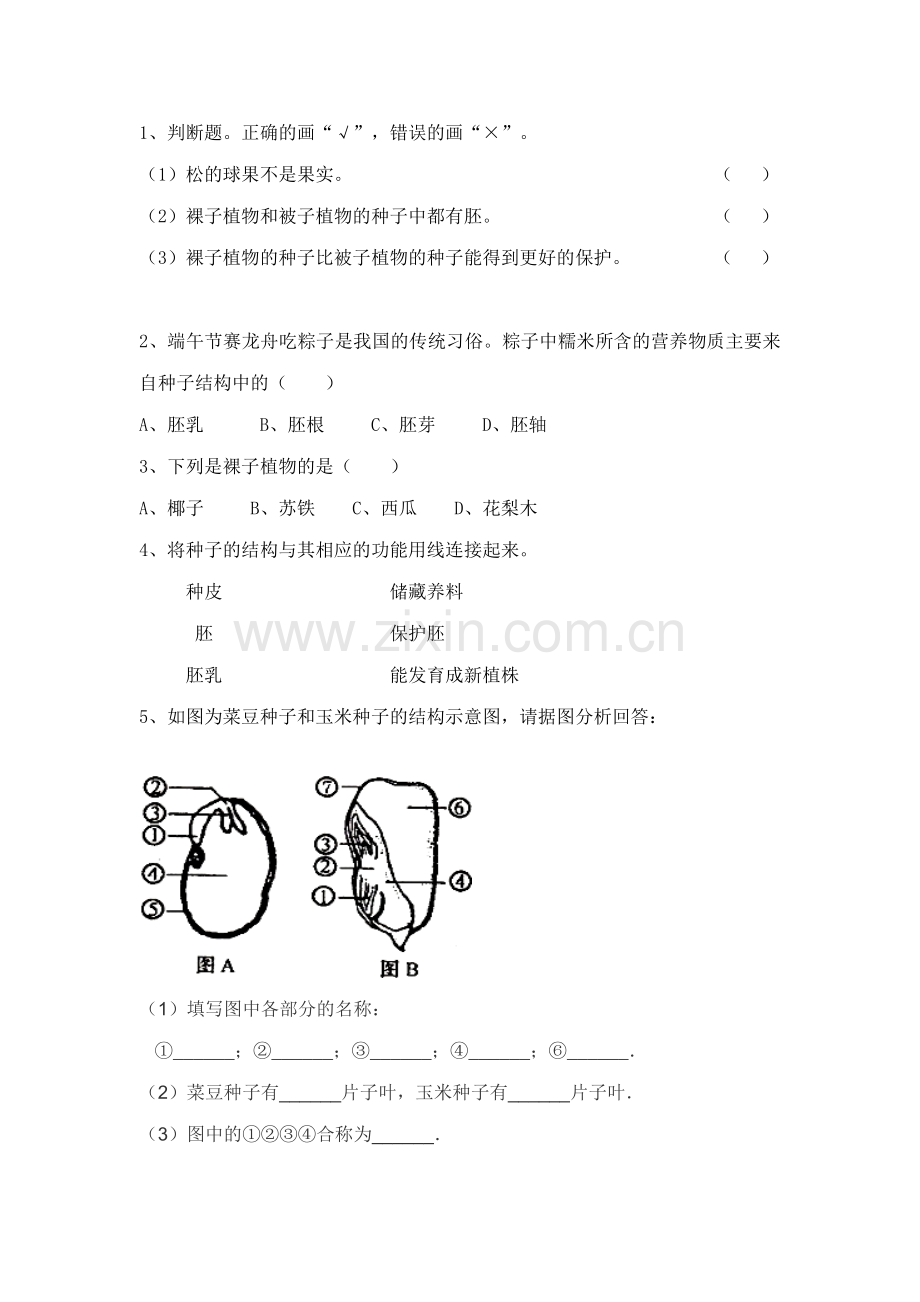 第二节种子植物(学案).doc_第2页