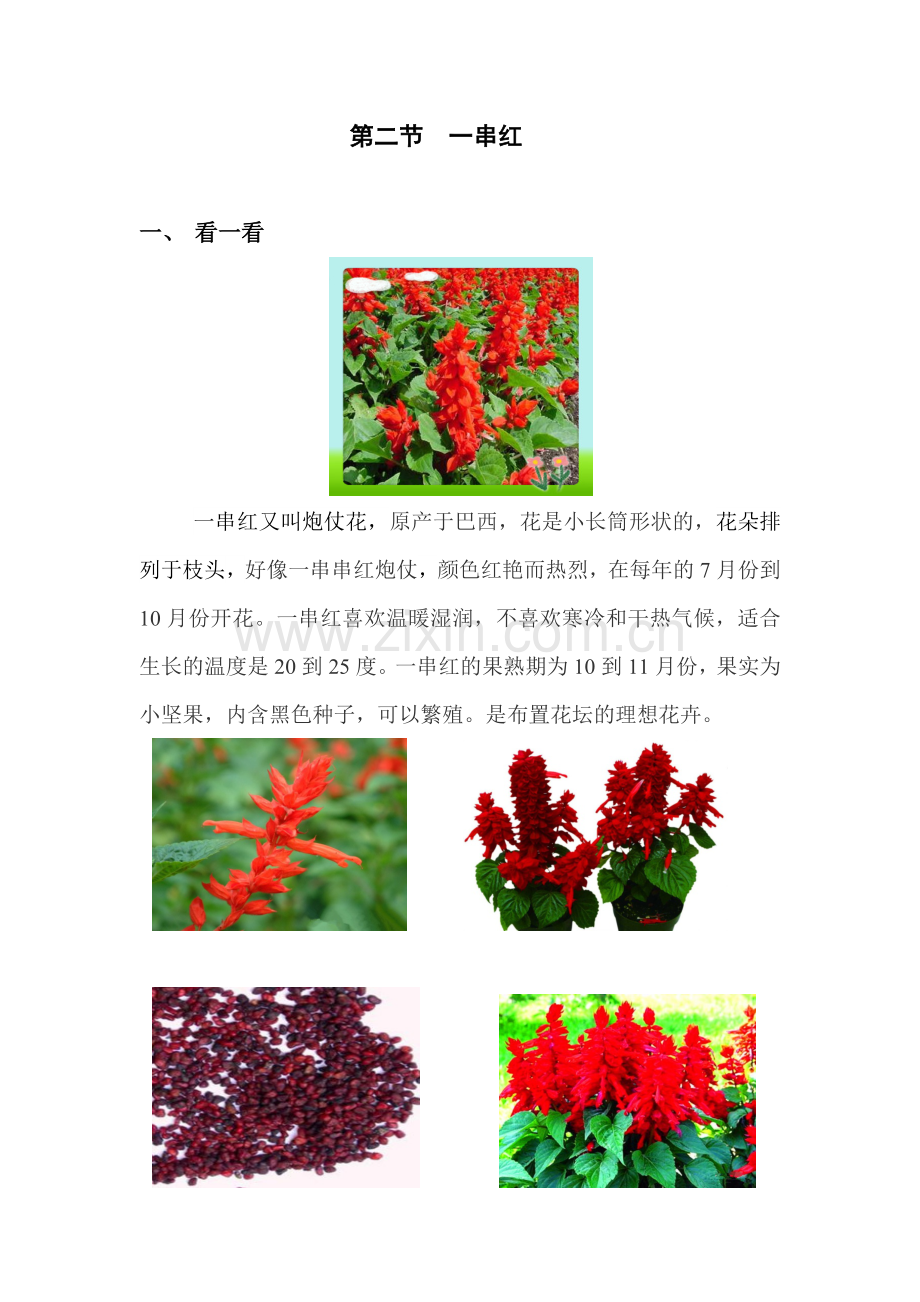 第二节一串红.docx_第1页