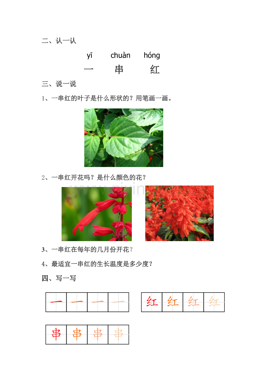 第二节一串红.docx_第2页