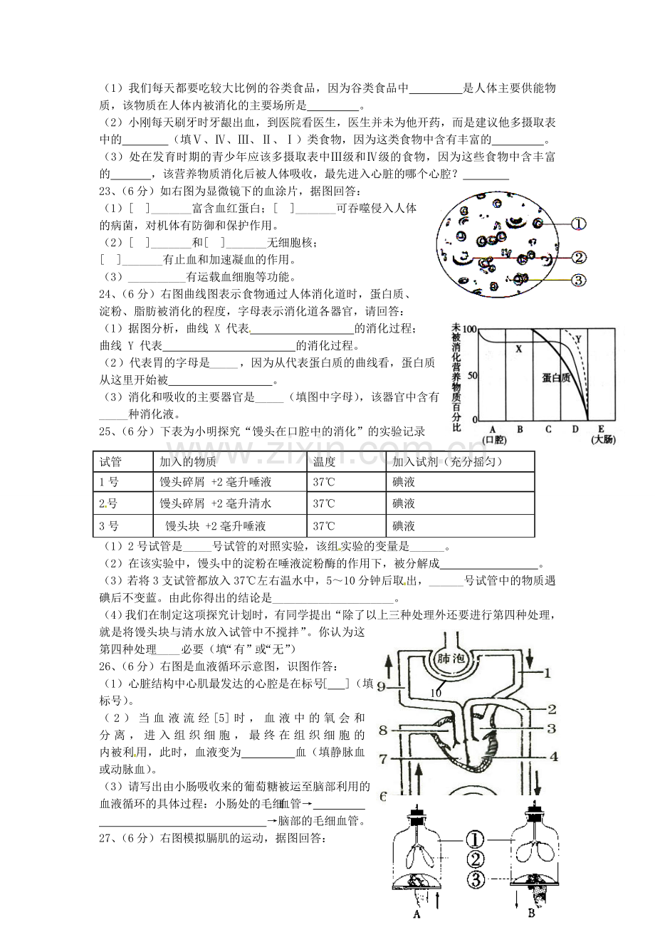 七年级生物下册导学案：阶段复习.doc_第3页