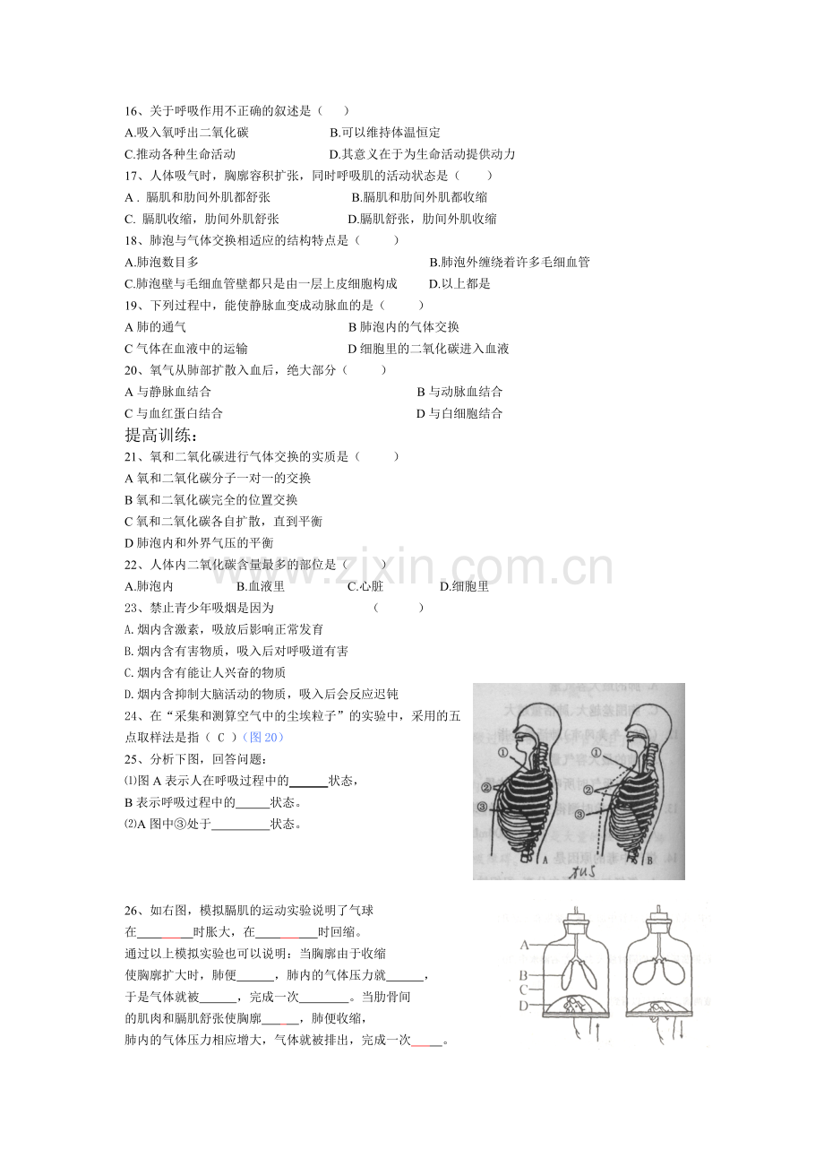 第三章人体的呼吸复习教案.doc_第3页