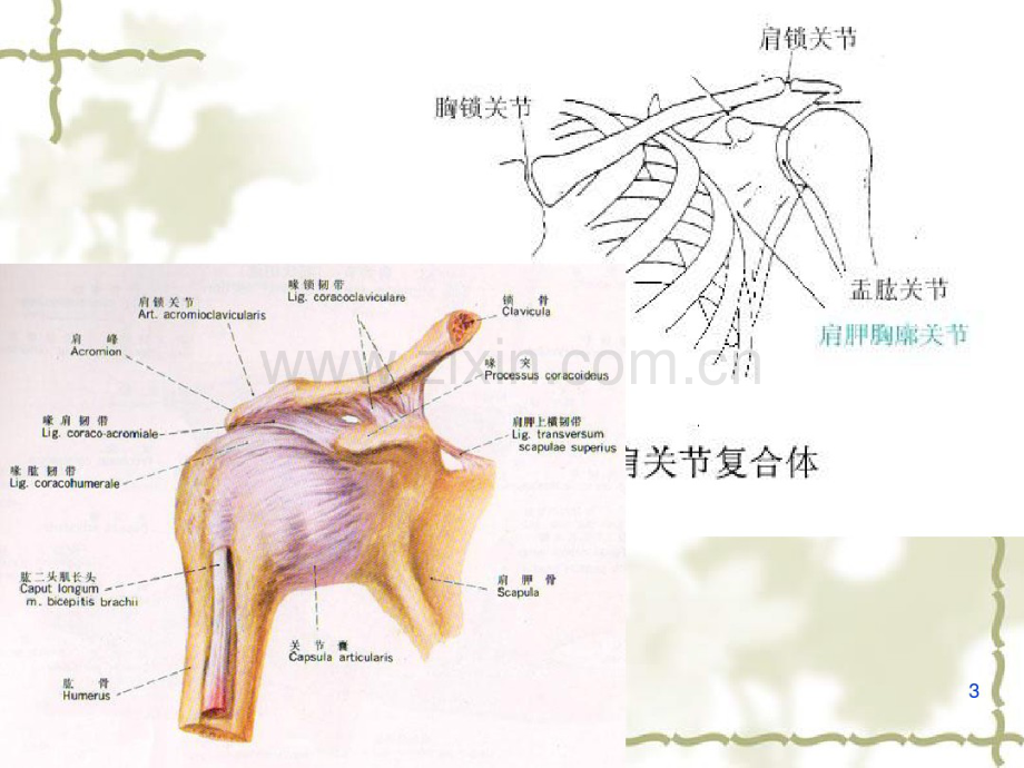 肩关节运动学(20190831082229).pdf_第3页