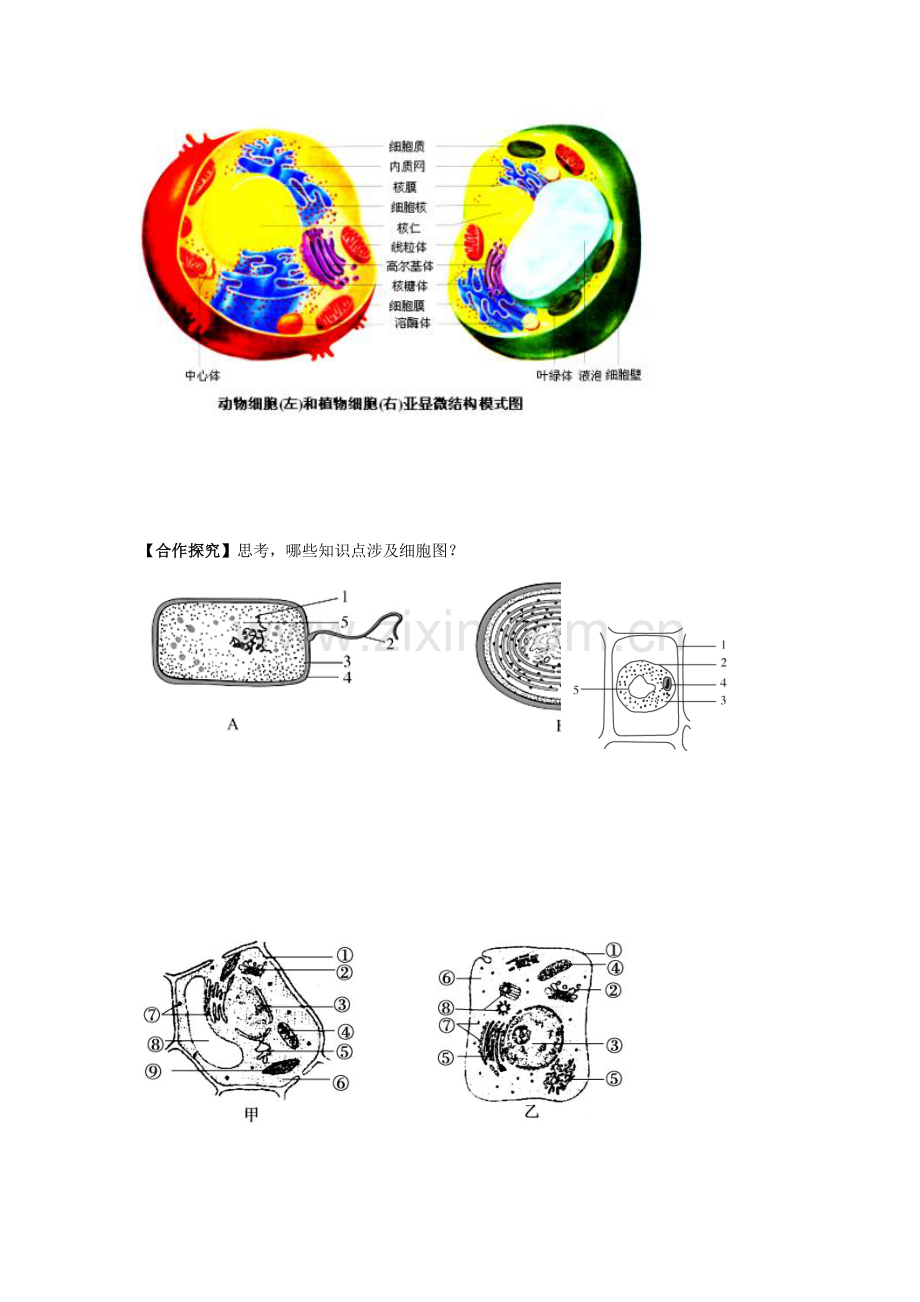 细胞的基本结构复习导学案.doc_第3页