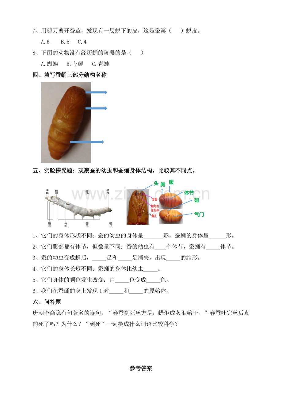 新教材教科版三年级科学下册：2.4《蚕变了新模样》练习.doc_第2页