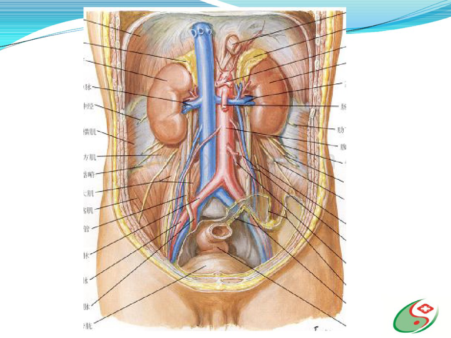 肾脏解剖及肿瘤的影像学诊断.pdf_第3页