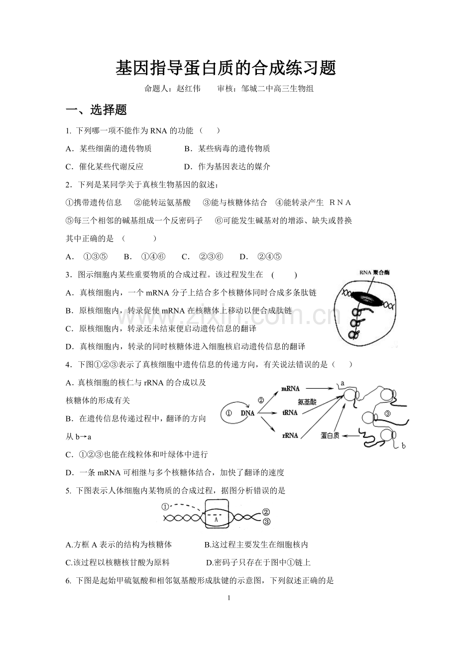 市级公开课基因指导蛋白质的合成练习题.docx_第1页