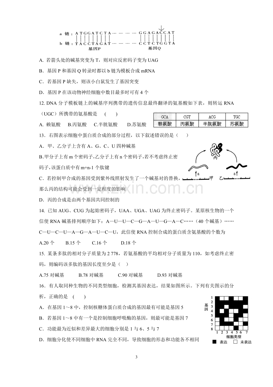 市级公开课基因指导蛋白质的合成练习题.docx_第3页