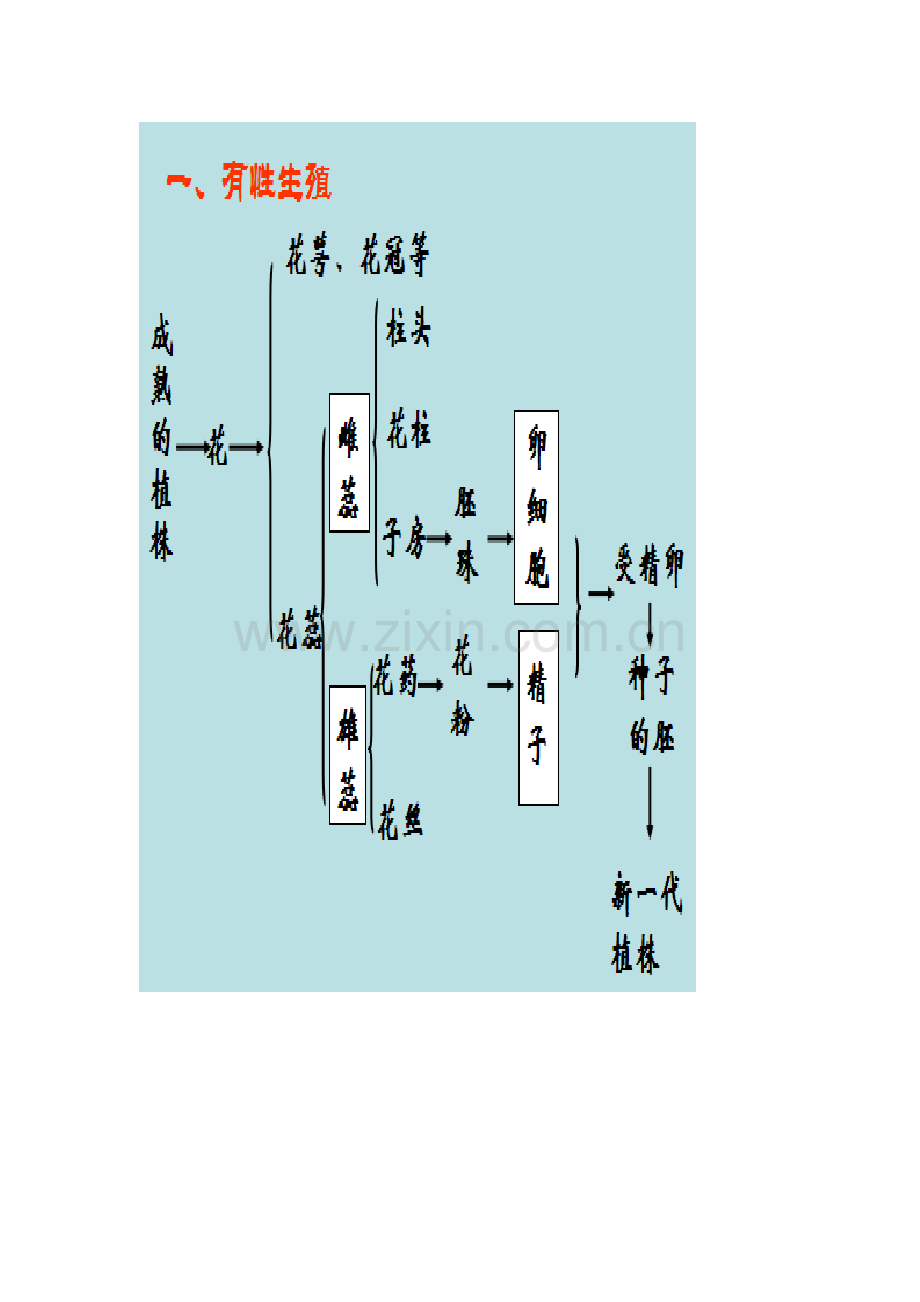 植物的生殖思维导图.docx_第1页