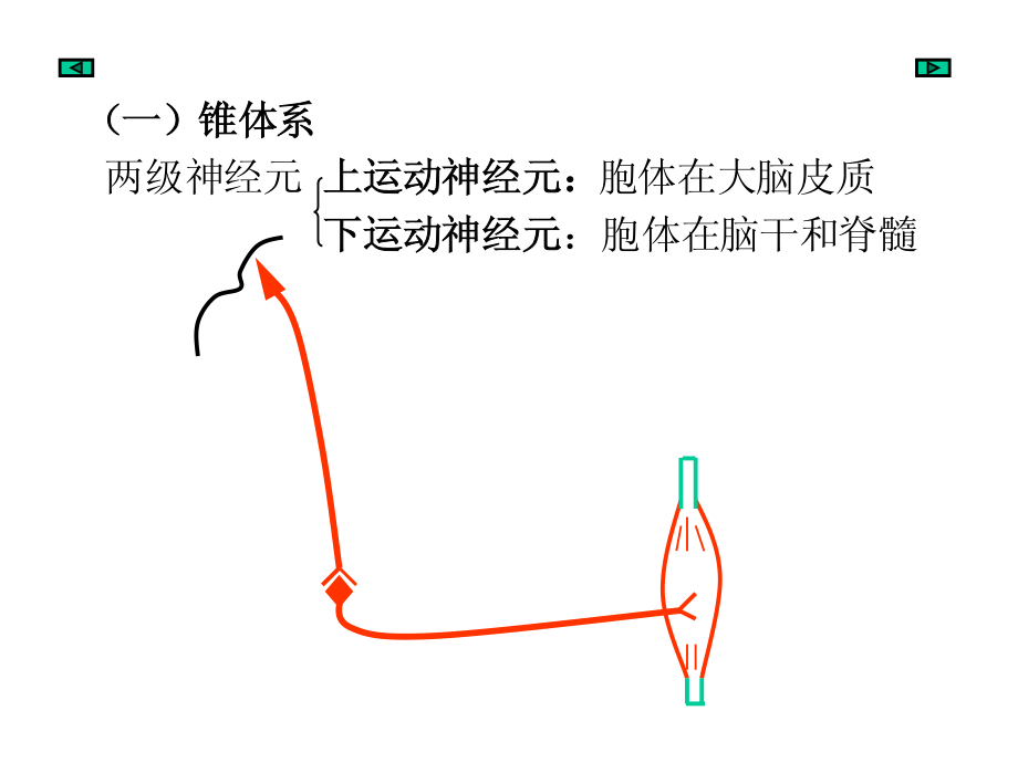 神经下行(运动)传导通路.pdf_第2页