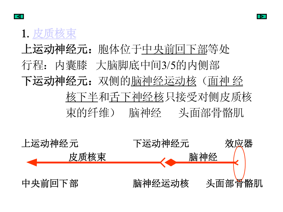 神经下行(运动)传导通路.pdf_第3页