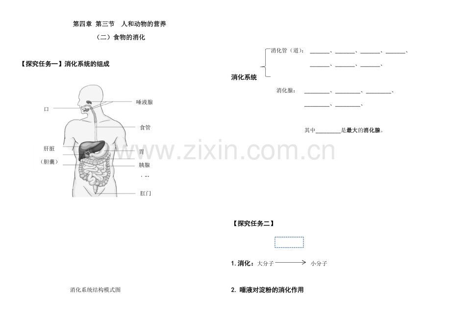 第三节人和动物的营养.docx_第1页