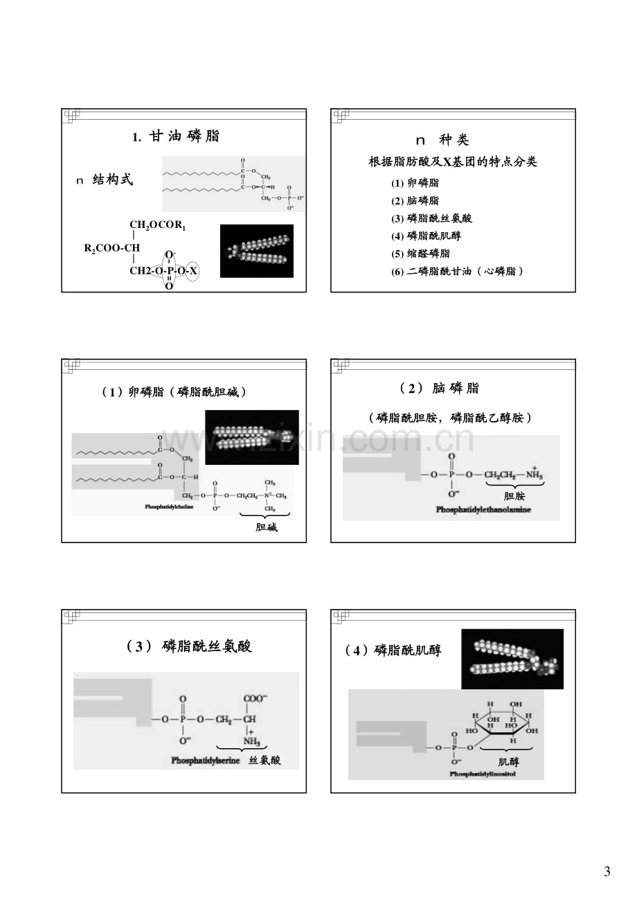 第七章 脂类代谢.pdf_第3页