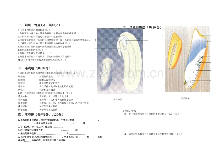 涡阳五中南校七年级生物上册期末考试试卷.doc_第2页