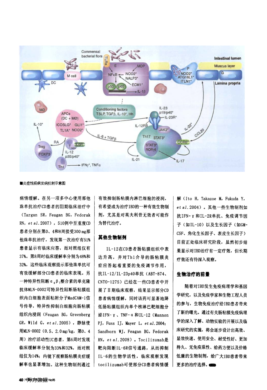 生物制剂治疗炎症性肠病应用进展.pdf_第3页