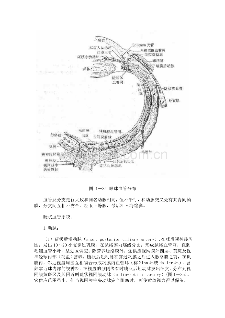 第四节 眼部血液供给及神经支配.doc_第2页