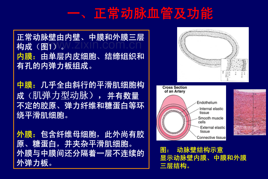 心血管疾病信号转导.pdf_第3页