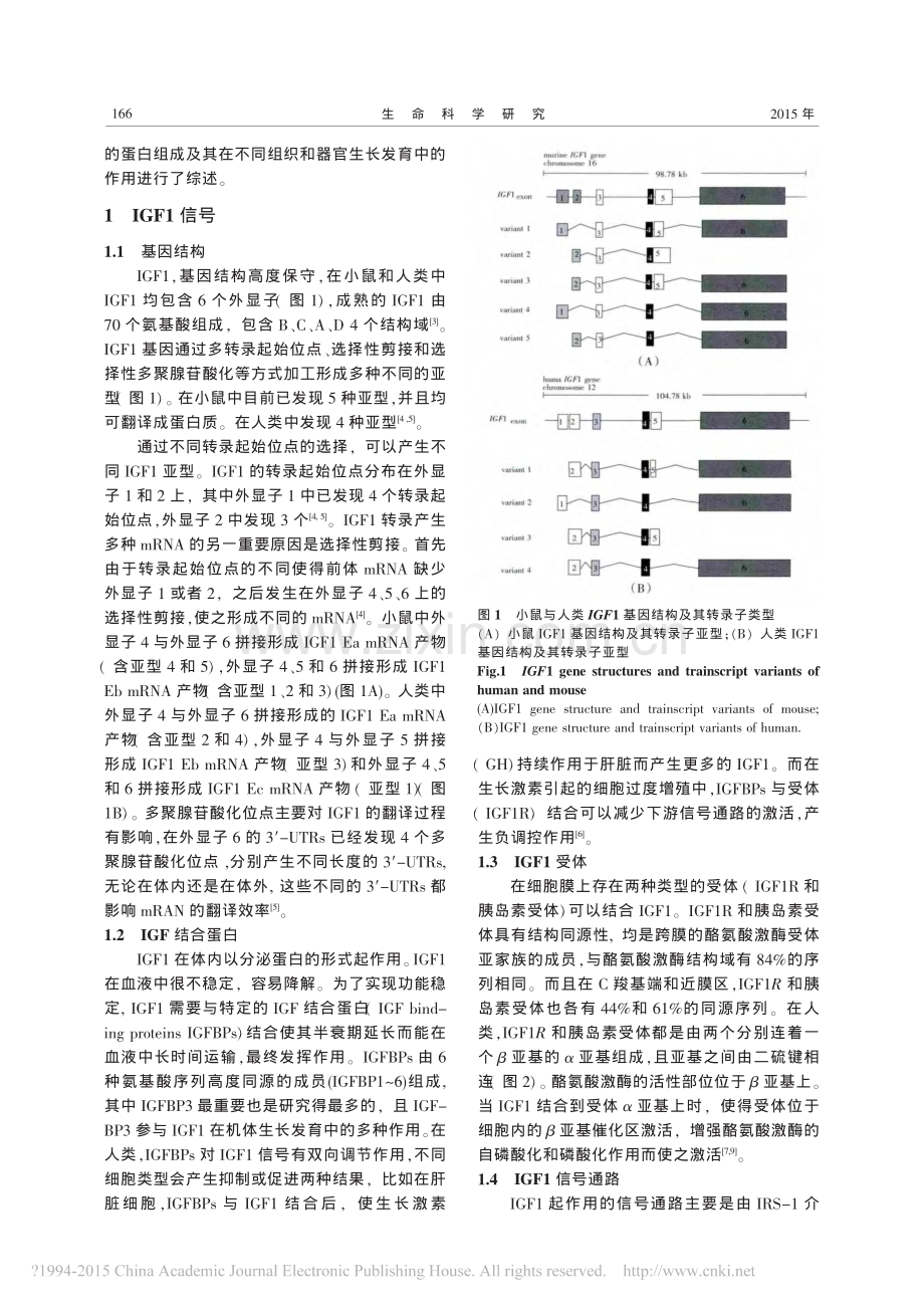 胰岛素样生长因子1及其在组织和器官生长发育中的作用_曾永芬.pdf_第2页