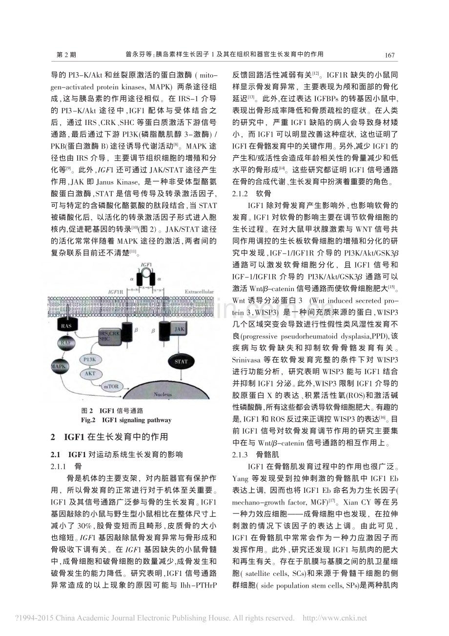 胰岛素样生长因子1及其在组织和器官生长发育中的作用_曾永芬.pdf_第3页