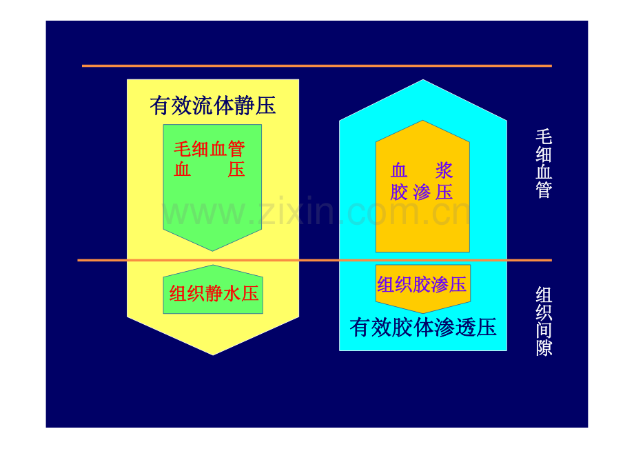 病理生理学 第三章水电解质代谢紊乱水肿.pdf_第3页