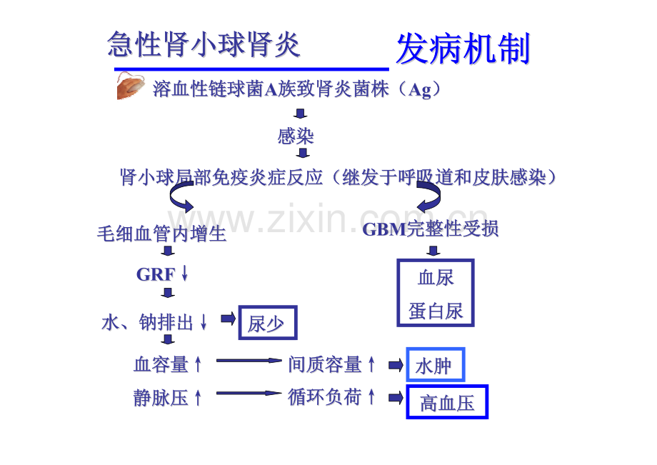 小儿急性肾小球肾炎..ppt.pdf_第3页