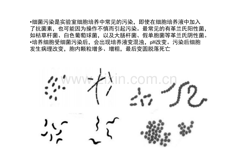 细胞培养的污染和检测.pdf_第3页