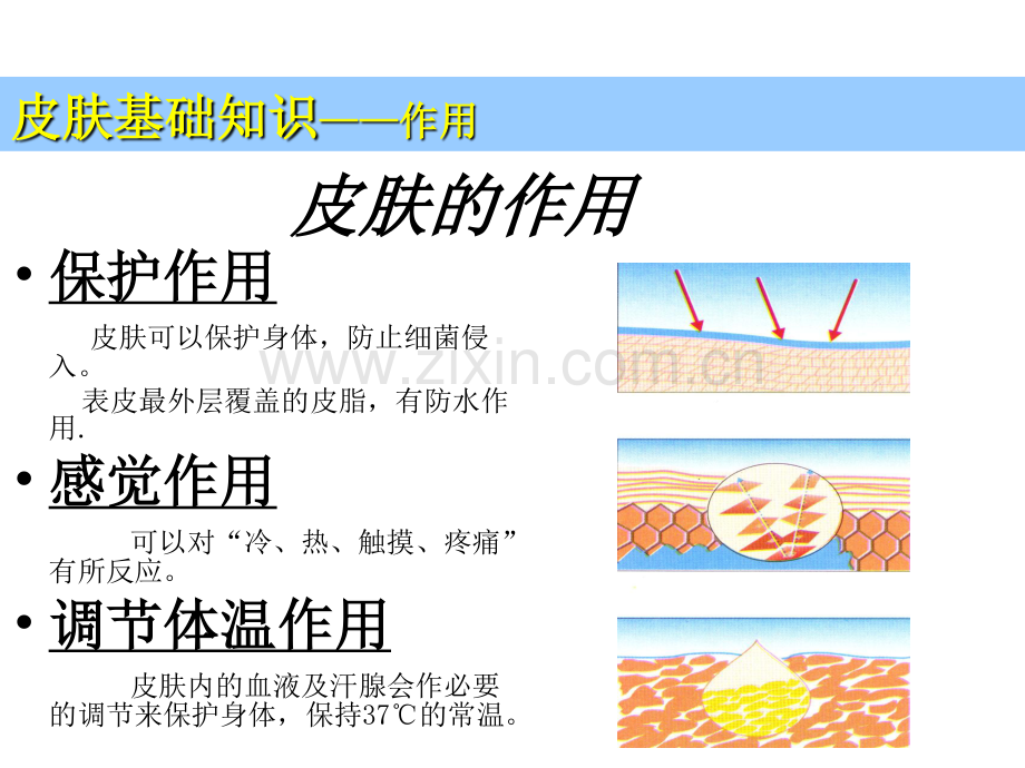 第二章 皮肤生理学.pdf_第3页