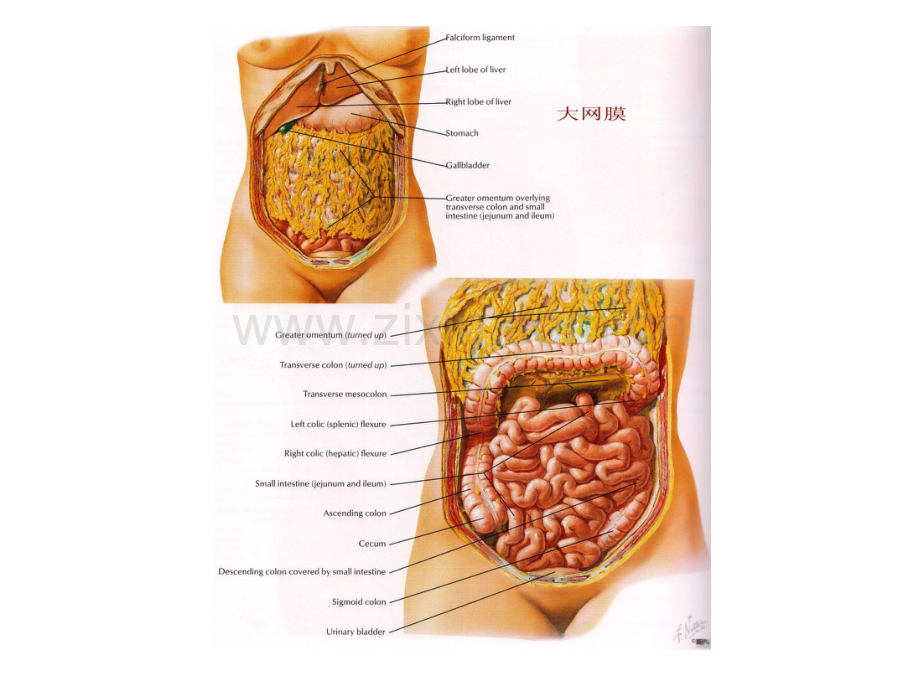 腹腔积液性的超声检查.pdf_第2页