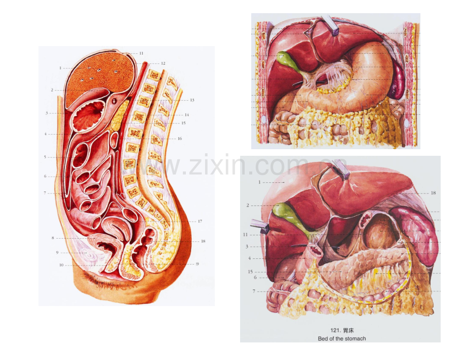 腹腔积液性的超声检查.pdf_第3页