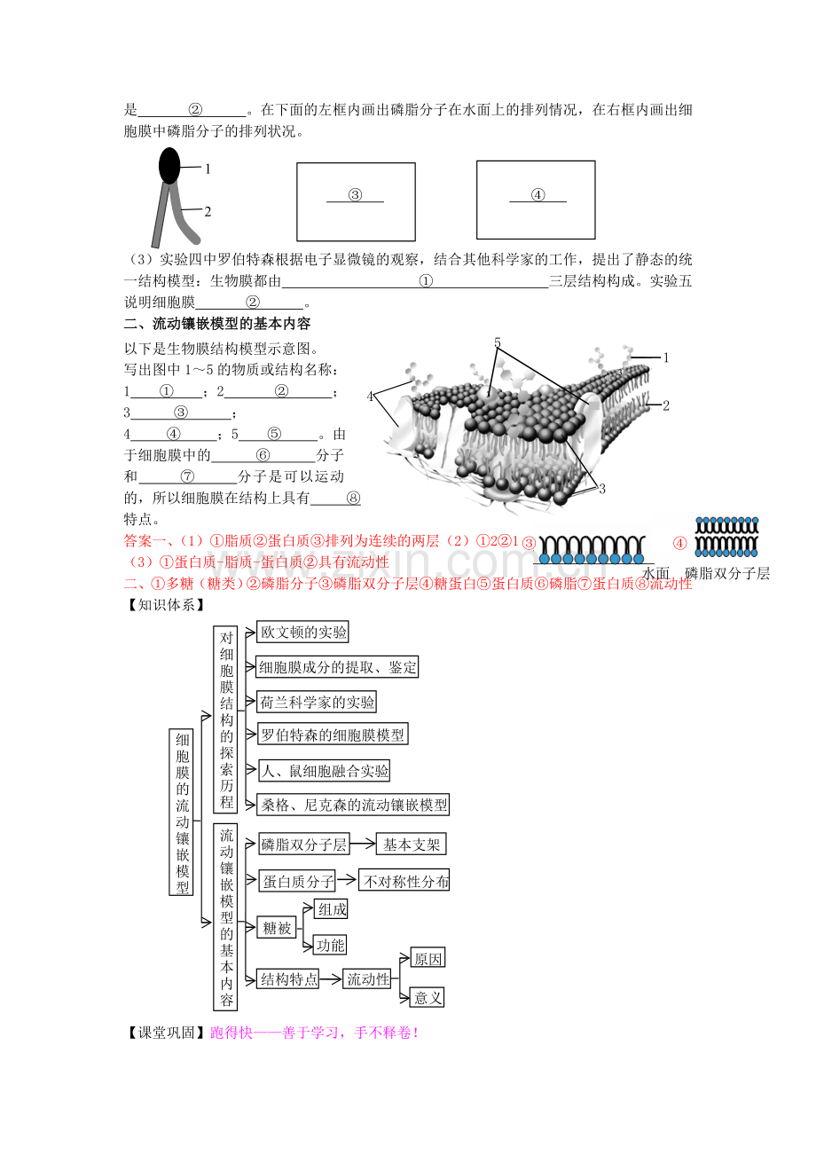 《细胞膜的流动镶嵌模型》学案.doc_第2页