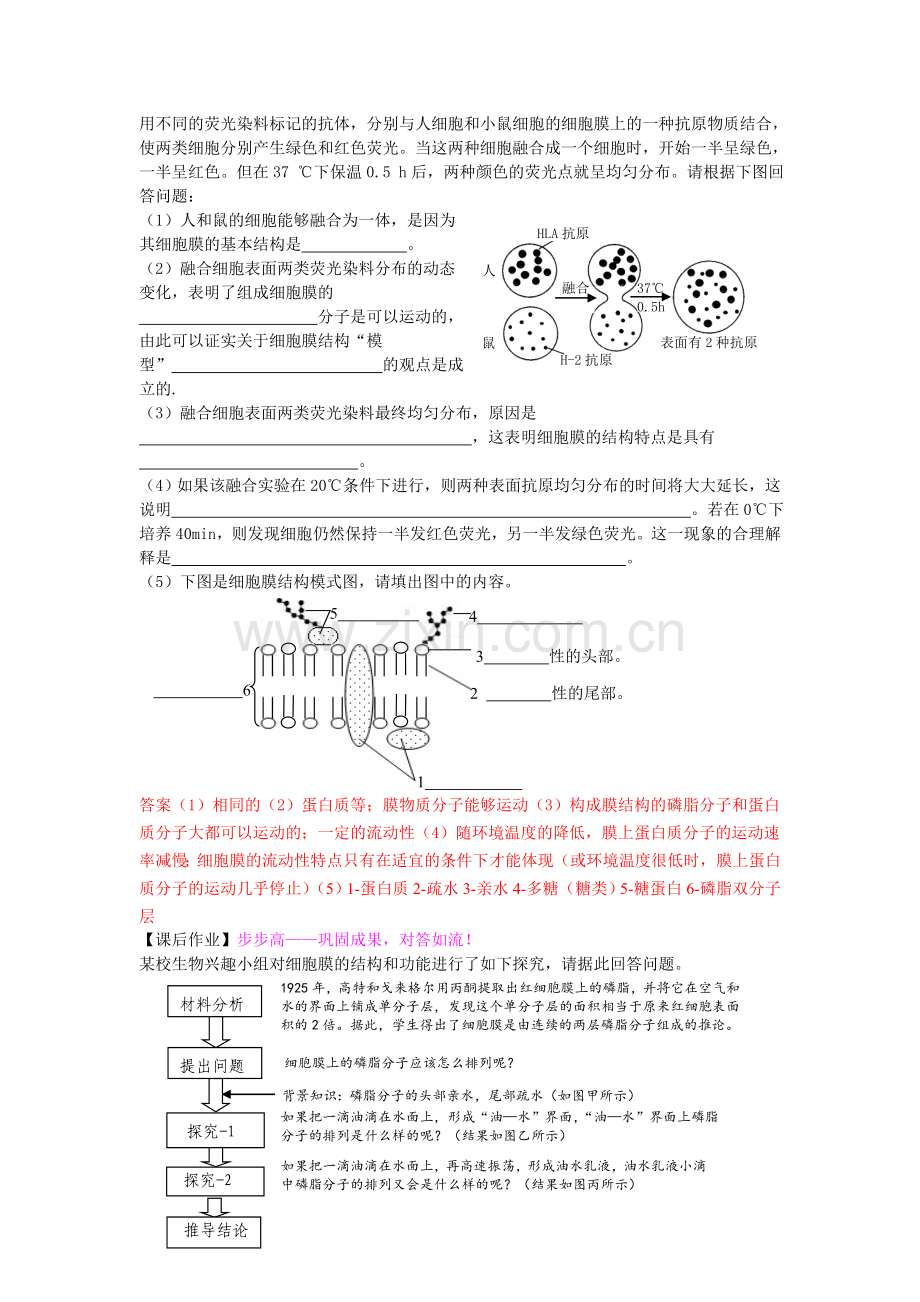 《细胞膜的流动镶嵌模型》学案.doc_第3页