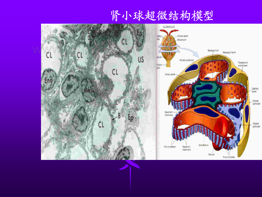 第十一章 泌尿系统疾病.pdf_第2页