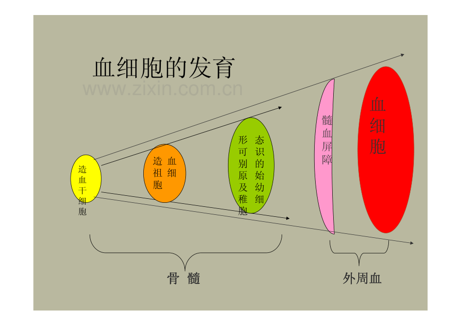 骨髓细胞学检验.pdf_第2页